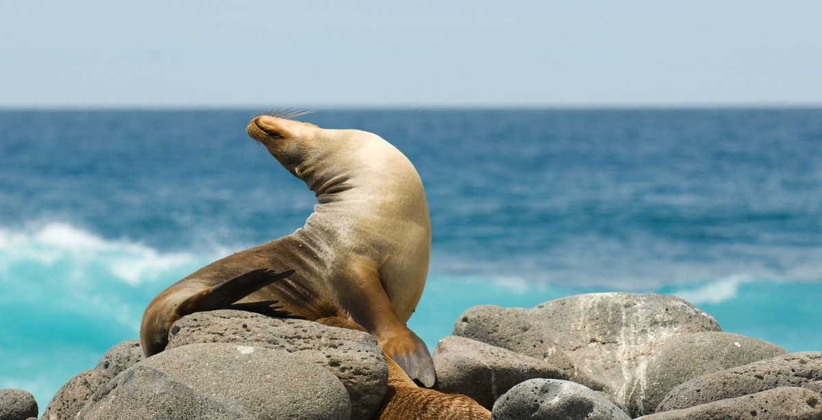 Walking tour Sendero de la Isla  Travel in Ecuador and Galapagos