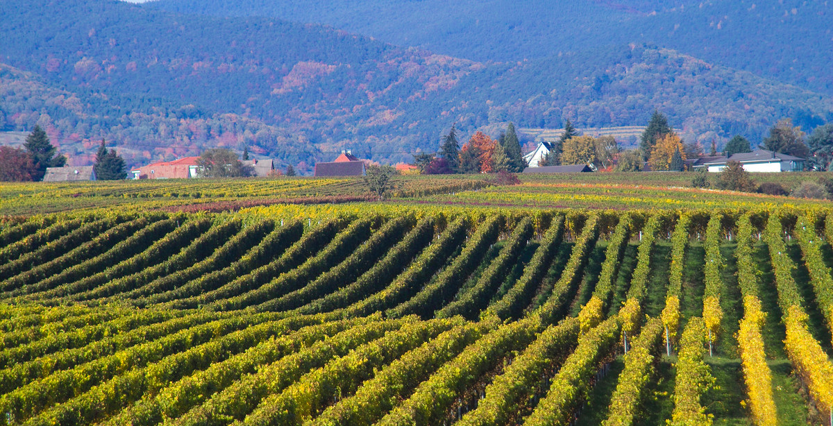 Beautiful kakheti wine region in Georgia