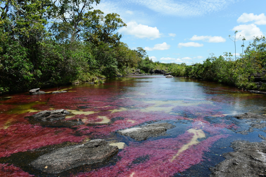 Cano Cristales Colombia Tours | Travel with Local Experts | trip.me